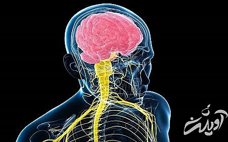  قسمت های مغز, سیستم RAS, سیستم RAS مغزی
